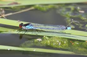 Attēlu rezultāti vaicājumam “Erythromma najas”