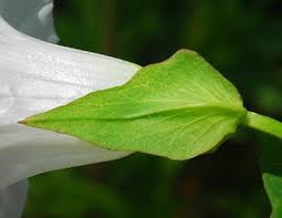 Attēlu rezultāti vaicājumam “Calystegia sepium flower”
