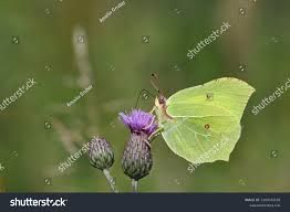 Attēlu rezultāti vaicājumam “Gonepteryx rhamni male”