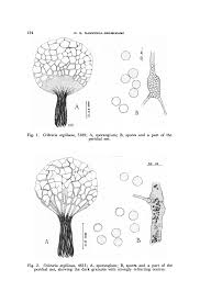 Attēlu rezultāti vaicājumam “Cribraria argillacea spores”