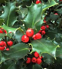 Attēlu rezultāti vaicājumam “Ilex x meserveae”