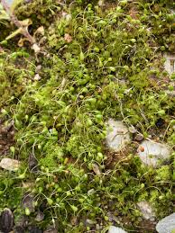 Attēlu rezultāti vaicājumam “Funaria hygrometrica sporophyte”