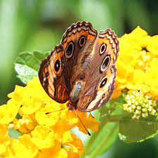 Attēlu rezultāti vaicājumam “Scardia boletella exuvia”