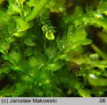 Attēlu rezultāti vaicājumam “Cephalozia bicuspidata sporophyte”