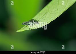 Attēlu rezultāti vaicājumam “Oedemera sp.”