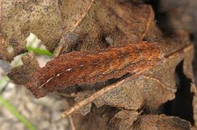 Attēlu rezultāti vaicājumam “Rusina ferruginea female”