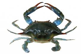 Image result for Callinectes sapidus