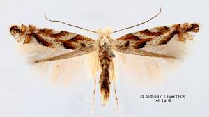 Attēlu rezultāti vaicājumam “Phyllonorycter apparella”