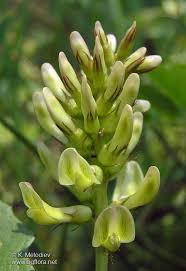 Attēlu rezultāti vaicājumam “Astragalus glycyphyllos flower”