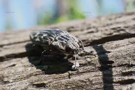 Attēlu rezultāti vaicājumam “Chalcophora mariana”