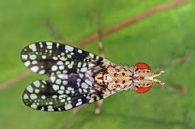 Attēlu rezultāti vaicājumam “Trypetoptera punctulata”