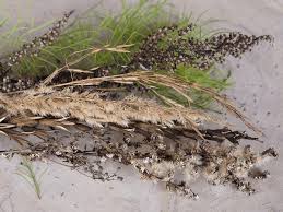 Attēlu rezultāti vaicājumam “Carex dioica”