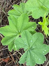 Attēlu rezultāti vaicājumam “Alchemilla vulgaris aggr. leaf”