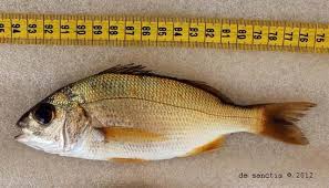 Image result for Pomadasys incisus