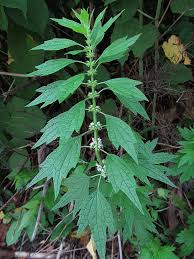 Attēlu rezultāti vaicājumam “Leonurus cardiaca leaf”