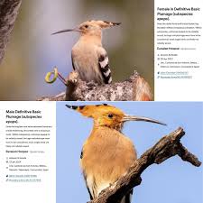 Attēlu rezultāti vaicājumam “Upupa epops adult”