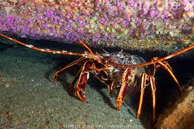 Image result for Palinurus elephas