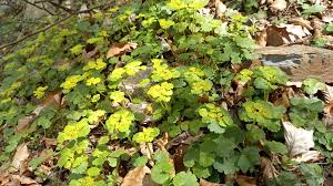 Attēlu rezultāti vaicājumam “Chrysosplenium alternifolium leaf”