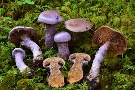 Attēlu rezultāti vaicājumam “Cortinarius traganus”