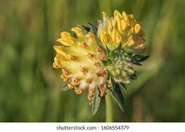 Attēlu rezultāti vaicājumam “Anthyllis maritima bud”