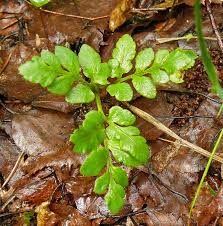 Attēlu rezultāti vaicājumam “Botrychium multifidum”