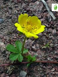 Attēlu rezultāti vaicājumam “Potentilla reptans leaf”