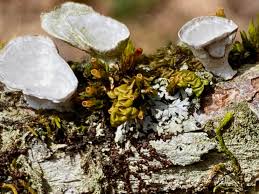 Attēlu rezultāti vaicājumam “Anomodon attenuatus sporophyte”