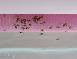 Attēlu rezultāti vaicājumam “Araneus diadematus eggs”