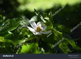 Attēlu rezultāti vaicājumam “Podophyllum hexandrum flower”