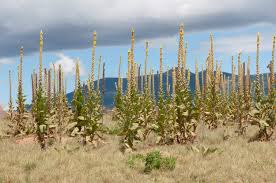 Attēlu rezultāti vaicājumam “Verbascum thapsus”