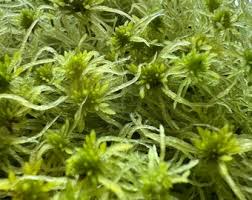 Attēlu rezultāti vaicājumam “Fissidens bryoides”