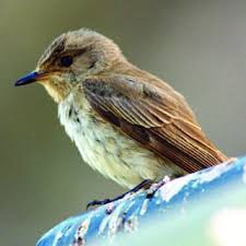 Attēlu rezultāti vaicājumam “Muscicapa striata adult”