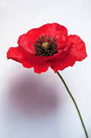 Image result for Papaver rhoeas