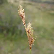 Attēlu rezultāti vaicājumam “Carex arenaria  flower”