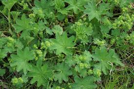 Attēlu rezultāti vaicājumam “Alchemilla subcrenata  flower”