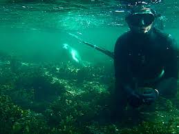 Image result for Apneists UK