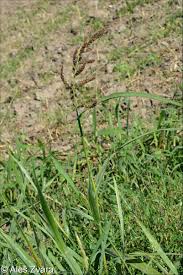 Attēlu rezultāti vaicājumam “Echinochloa crus-galli fruit”