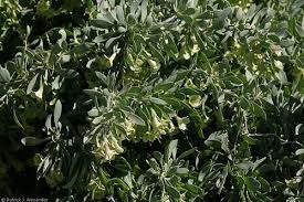 Attēlu rezultāti vaicājumam “Lycogala persicum sessile”