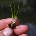 Attēlu rezultāti vaicājumam “Isoetes lacustris leaf”