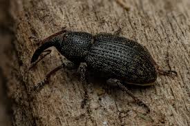 Attēlu rezultāti vaicājumam “Magdalis sp.”