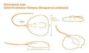 Image result for Hypanus sabinus