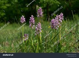 Attēlu rezultāti vaicājumam “Orchis militaris flower”
