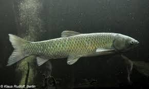 Image result for Ctenopharyngodon idella