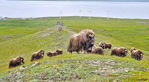 Image result for Mohakenox