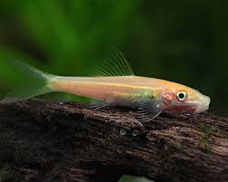 Image result for GemüseeuleGrüßle