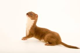 Attēlu rezultāti vaicājumam “Mustela nivalis”