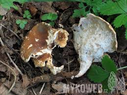Attēlu rezultāti vaicājumam “Polyporus melanopus”