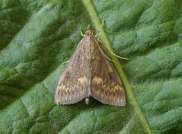 Attēlu rezultāti vaicājumam “Euura brevicornis”