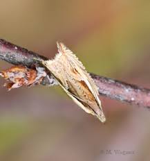 Attēlu rezultāti vaicājumam “Ancylis apicella”