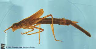 Attēlu rezultāti vaicājumam “Calopterygidae”